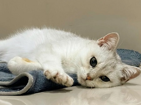 猫几个月可以驱虫？宠物医生在线咨询 