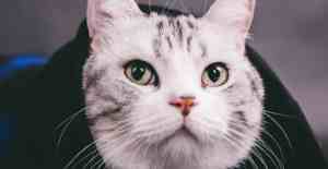 猫的眼睛为什么会发光 