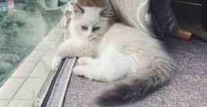 猫咪尿血能自愈吗？应该怎么治疗 