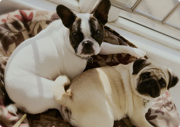 狗腹部积水能自愈吗 