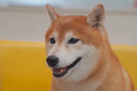 狗狗癫疯死亡几率大吗 